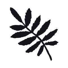 Vector hand drawn rowan leaf silhouette isolated on white background