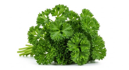 Fototapeta premium Fresh curly parsley bunch with vibrant green leaves, perfect for culinary use and adding a touch of freshness to any dish .