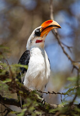 Von der Decken's hornbill