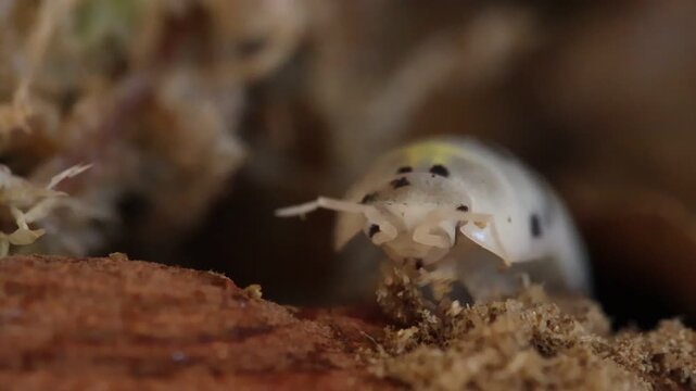 isopods woodlouse pill bugs armadillidium vulgare magic potion