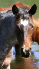 Naklejka premium Portrait of a Wild Horse 