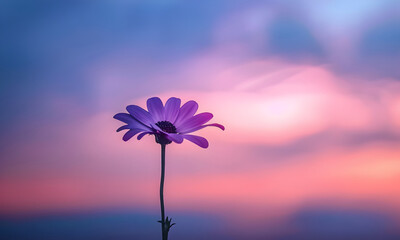 pink flower on blue background