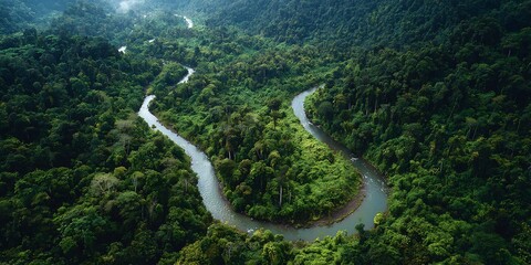 Aerial view of a winding river flowing through a lush green tropical forest ecosystem