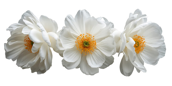 Three identical, realistic white flowers with layered petals, featuring soft grayish-blue outer tones, are displayed side by side on a plain white background. Each flower has bright orange stamens enc