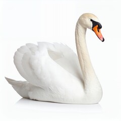 Obraz premium Elegant swan portrait displaying smooth white feathers and graceful neck curve on white background
