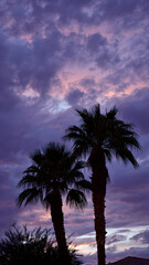 Fototapeta premium Palm Trees Against a Dramatic Sunset Sky A Symphony of Purples and Pinks in the Twilight Hour