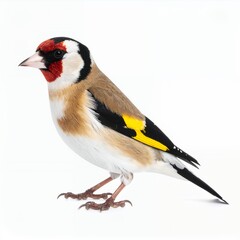Fototapeta premium Vibrant plumage of a goldfinch perched gracefully, captured in high detail on white background