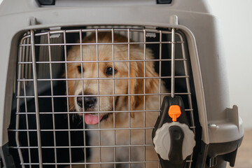 A golden retriever puppy in a pet carrier at the airport. An advertisement for a pet store. Dog delivery. Advertising of a veterinary clinic. Traveling with an animal