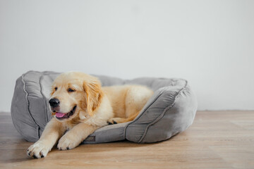 A cute golden Retriever puppy is lying on a soft couch on the floor. A bed for pets. Pet store advertising