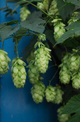 hop cones on a branch