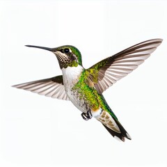 Fototapeta premium Vibrant hummingbird exhibiting captivating flight patterns in a pristine environment on white background
