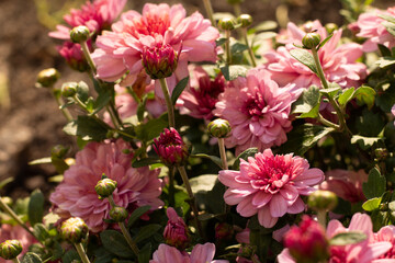 Fototapeta premium pink flowers in the garden