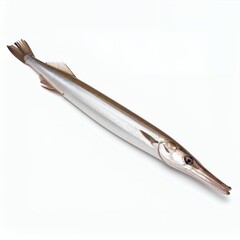 Isolated garfish showcases slender form and distinctive elongated jaws on white background