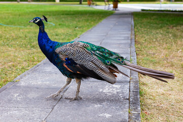 Vibrant Indian peacock standing on path with tail lowered
