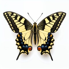 Elegant swallowtail butterfly exhibiting detailed wing patterns in symmetrical composition on white background
