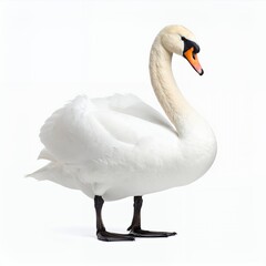 Elegant swan gracefully posing, showcasing its pristine white plumage on white background
