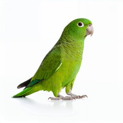 Vibrant green parrot standing gracefully in a studio setting on white background