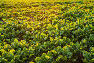 Sugar beet plants illuminated by golden evening sunlight on farmland, vibrant green crop rows in...