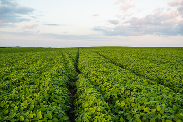 Green soybean farmland stretching to horizon under summer sky, rural agricultural landscape with rows of fresh organic crop plants
