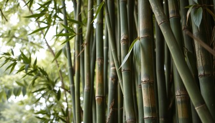 Obraz premium Bamboo stalks growing in lush green environment 