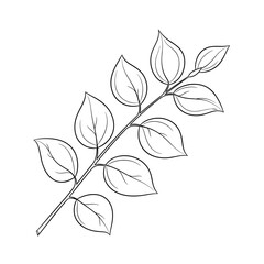 Natural botanical illustration of a delicate branch with oval shaped leaves in a simple line drawing artistic style