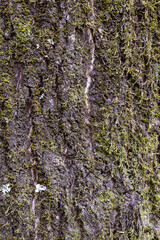 Moss thriving on tree bark reveals textures and intricate patterns, showcasing the details found within the natural environment of forests and woodlands