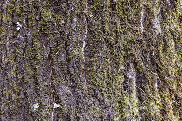 Vibrant green moss thriving on rough tree bark, creating a stunning textured tapestry in a tranquil forest setting, showcasing the beauty and harmony of nature's ecosystem