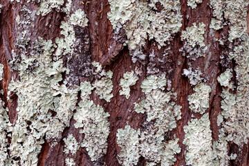 Intricate beauty of light green lichen thriving on the rough, textured brown bark of a tree, showcasing a captivating natural pattern in the woodland environment