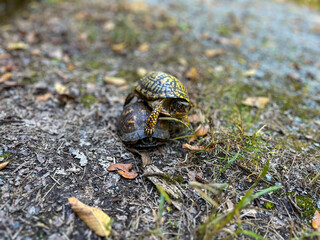 Turtle on the ground