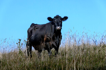 Black Angus cow bovine