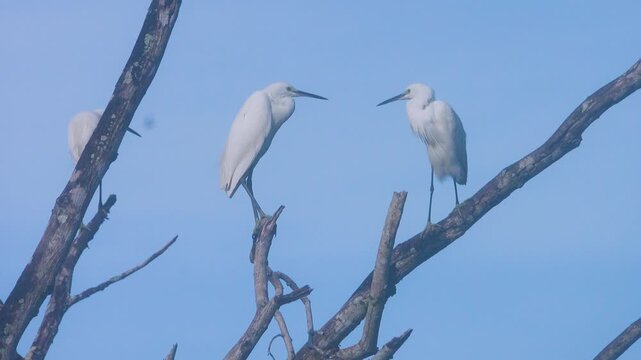 Little egrets (Egretta garzetta) sits picturesquely on a dry tree at sunset in a tropical rain forest. Borneo Island