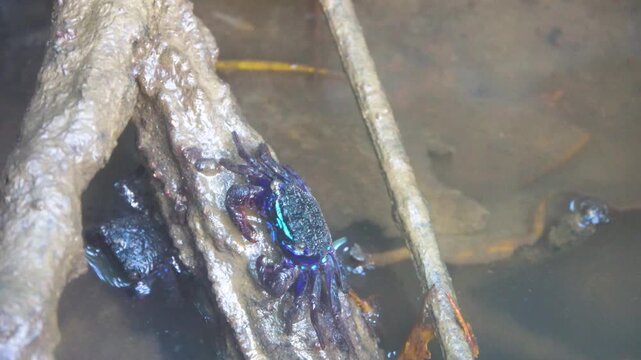 Black crabs in the roots of Rhizophora mangle tree in a mangrove forest. Borneo Island