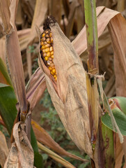 Ripe corn (Maize) ready to be harvested