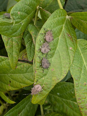 Soy field and leaves infested by brown marmorated stink bugs (Halyomorpha halys)