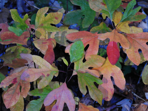 Autumn foliage, colorful, sassafras tree leaves. Natural background, texture. Tuscarora State Park, Schuylkill County, Barnesville, Pennsylvania.