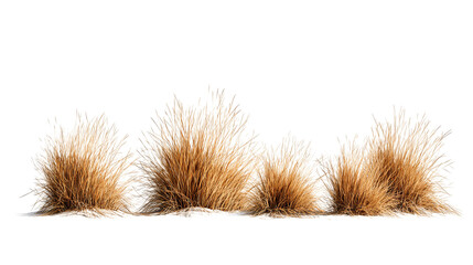 Set of prairie grass tufts, straw-colored and uneven in height, displayed in zigzag sequence, isolated on transparent background.
