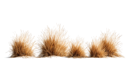 Set of prairie grass tufts, straw-colored and uneven in height, displayed in zigzag sequence, isolated on transparent background.
