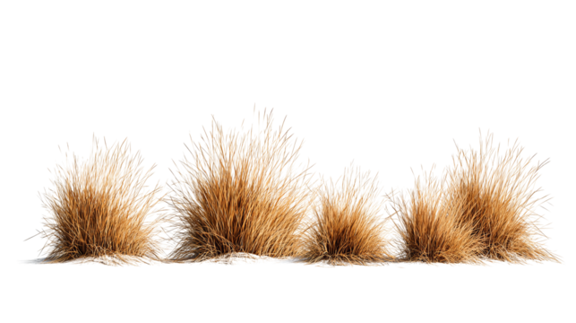 Set of prairie grass tufts, straw-colored and uneven in height, displayed in zigzag sequence, isolated on transparent background.
 - Powered by Adobe