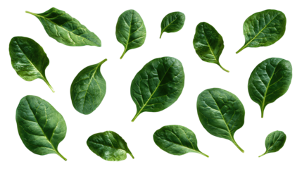 Group of spinach leaves with visible veins and organic forms, dispersed arrangement, isolated on transparent background.
