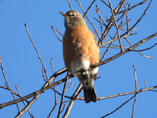 American robin perched on a branch, under a blue sky. Tuscarora State Park, Schuylkill County, Pennsylvania. Ridge and Valley region Appalachian Mountains.   