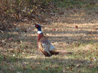 A male, ring-necked pheasant, living within Tuscarora State Park, Schuylkill County, Barnesville, Pennsylvania. Ridge and Valley region Appalachian mountains.