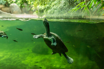 Aquatic Northen River Terrapin turtle swimming in aquarium in the Prague Zoo in Czech Republic