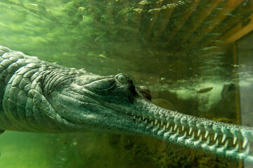 The head of Indian gharial crocodile in its aquarium in Prague Zoo in Czech Republic