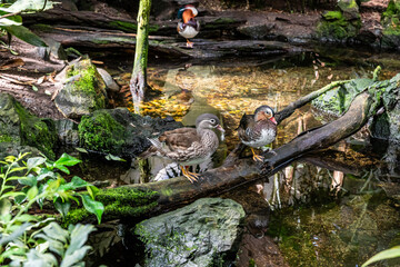 Mandarin ducks sit in their enclosure on site in Prague Zoo in Czech Republic
