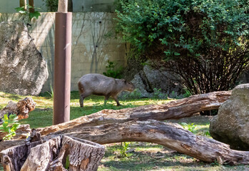 An adult Capybara walks through its enclosure in Prague Zoo in the Czech Republic