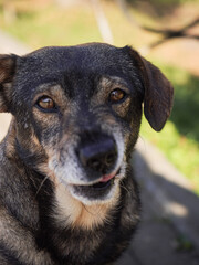 A nice stray dog shows emotions on an autumn day.