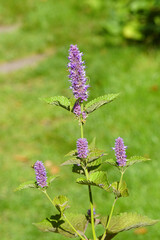 Close up flowering anise hyssop (Agastache foeniculum), family Lamiaceae. Dutch garden, lawn in the background, September
