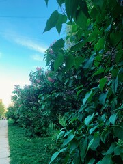 Lilac blossoms in full bloom among vibrant green foliage during springtime in a garden setting