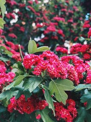 Vibrant red flowers bloom on a tree during springtime in a sunny urban garden setting