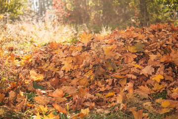 autumn leaves on the ground in forest